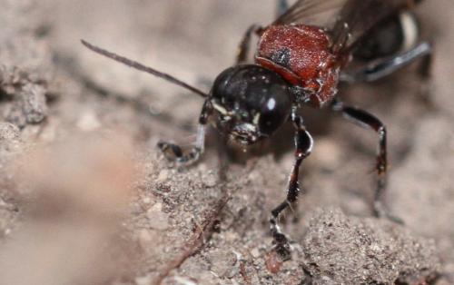 Oryttus concinnus